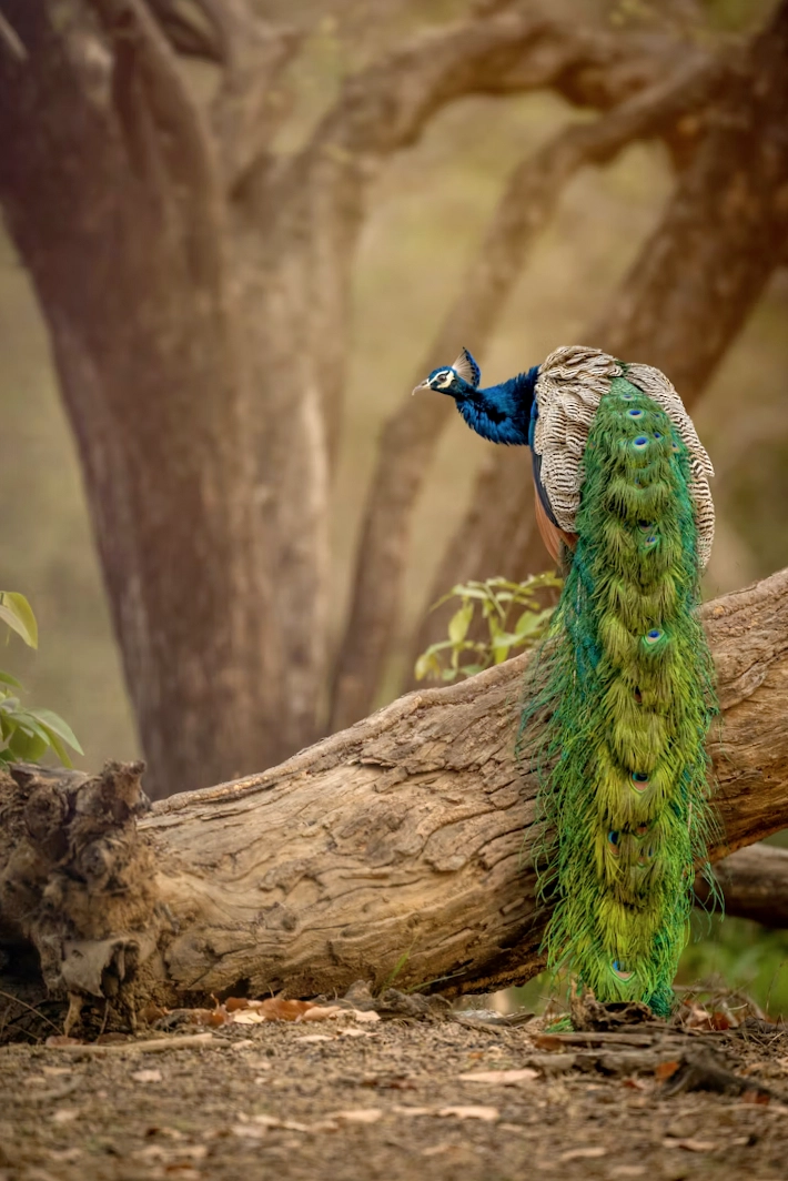 Peacock in Ranthambore
